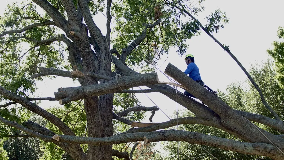 Professional Hazardous Tree Removal performed by certified arborists in Mauricetown