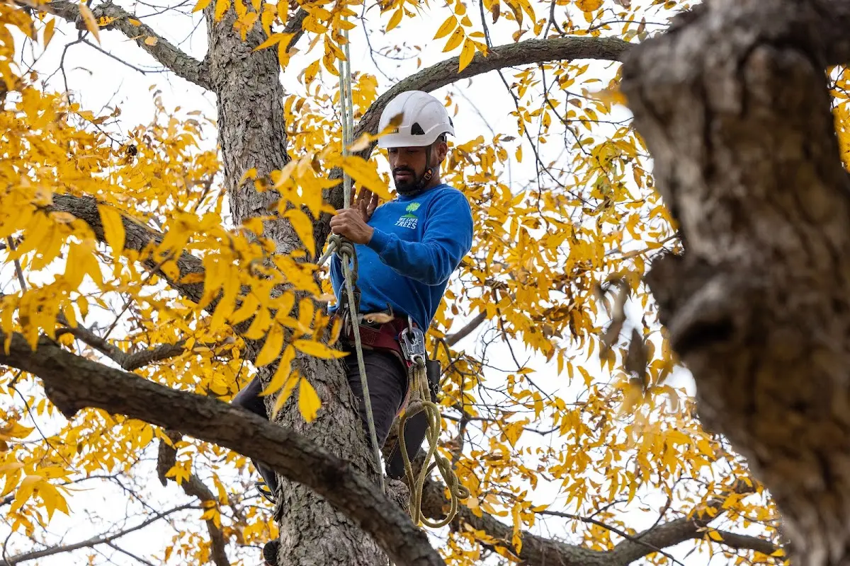 Skilled Tree Pruning crew working in Mauricetown